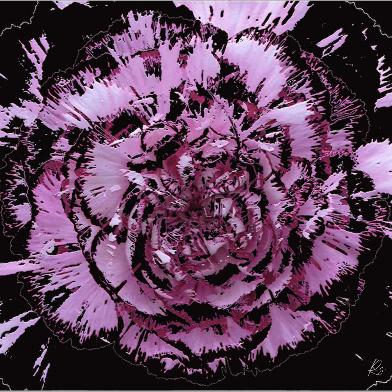 Carnation — Full Bloom Collection