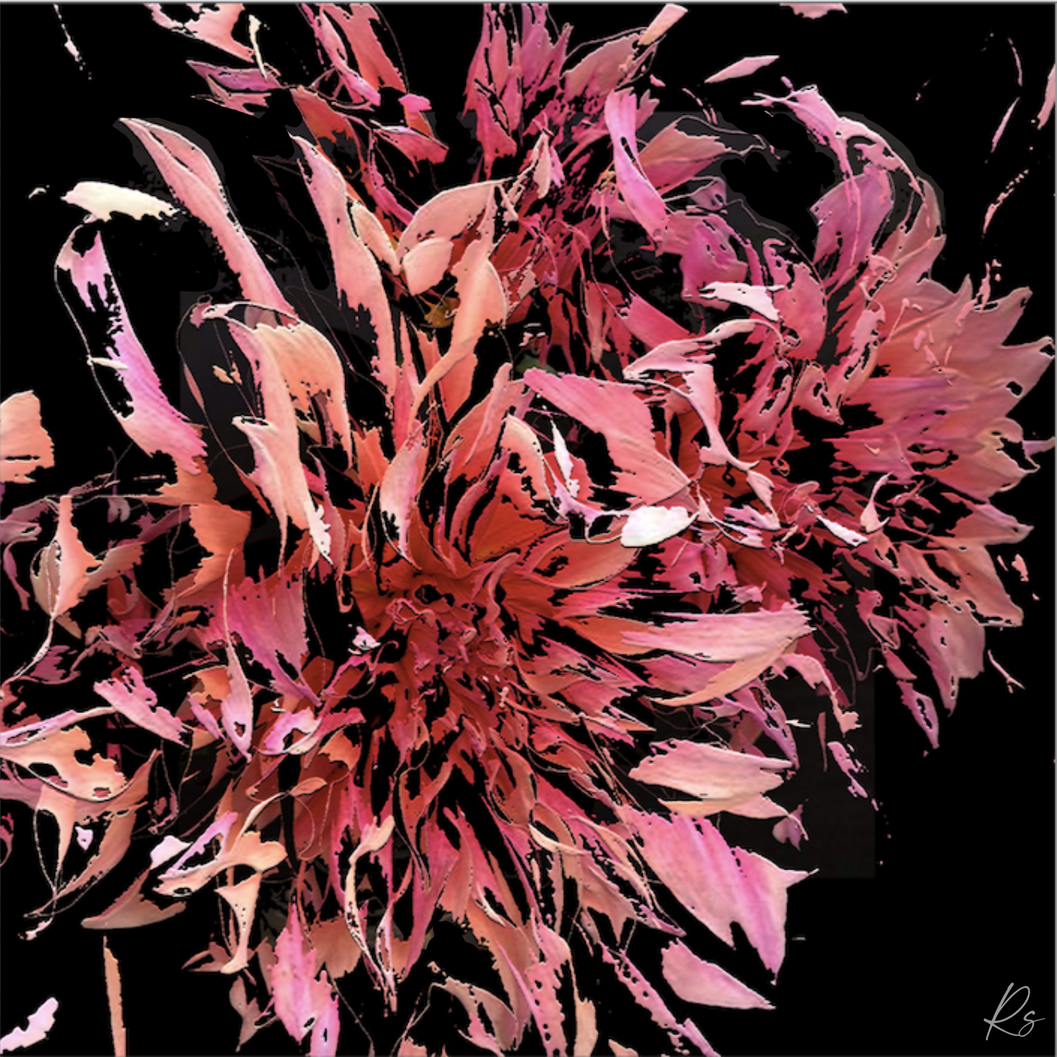 Dahlia — Full Bloom Collection