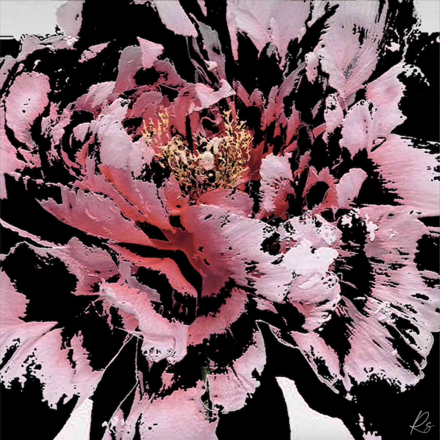 Peony — Full Bloom Collection