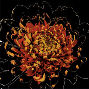 Full Bloom 16 — Art Print