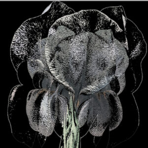 Full Bloom 19 — Art Print