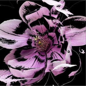 Full Bloom 09 — Art Print