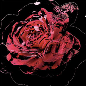 Full Bloom 11 — Art Print