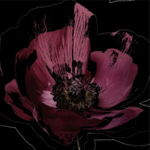 Full Bloom 12 — Art Print