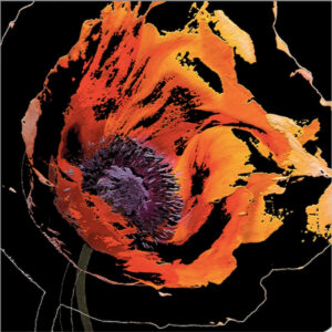 Full Bloom 20 — Art Print