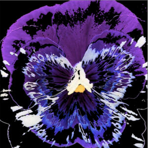 Full Bloom 14 — Art Print