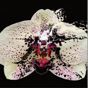 Full Bloom 18 — Art Print