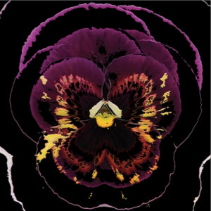 Full Bloom 07 — Art Print